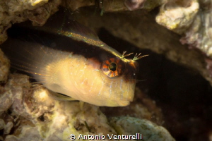Parablennius rouxi ( Bavosa bianca) close up.
( Canon ma... by Antonio Venturelli 